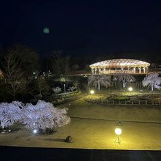 夜桜ライトアップ